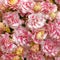 Pink Calanchoe flowers top view as a natural background