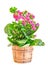 Pink Calandiva flowers in a brown vase, Kalanchoe, family Crassulaceae, close up, white background