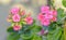 Pink Calandiva flowers, Kalanchoe, family Crassulaceae, close up