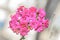 Pink Calandiva flowers, Kalanchoe, family Crassulaceae, close up