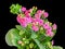 Pink Calandiva flowers, Kalanchoe, family Crassulaceae, close up, black background