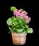 Pink Calandiva flowers, Kalanchoe, family Crassulaceae, close up, black background