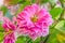 Pink Calandiva flowers, Kalanchoe, family Crassulaceae, close up, bokeh gradient background