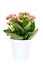 Pink Calandiva flowers or Kalanchoe in pot on white background