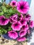 Pink Calibrachoa hybrid flower in full bloom