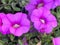 Pink Calibrachoa, small Petunia like trailing perennial