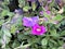 Pink Calibrachoa, small Petunia like trailing perennial