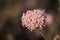 Pink California Buckwheat Wildflower