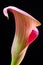 Pink Calla lilly