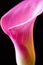 Pink calla lily