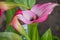 Pink Calla Lily Flower Blooming in Garden