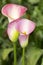 Pink calla lily with many leaves