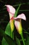 Pink Calla lily (Zantedeschia rehmannii)