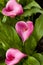 Pink calla lilys