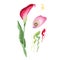 Pink callas. Floral botanical flower. Wild spring leaf wildflower isolated.