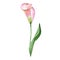 Pink callas. Floral botanical flower. Wild spring leaf wildflower isolated.