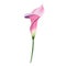 Pink callas. Floral botanical flower. Wild spring leaf wildflower isolated.