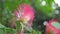 Pink Calliandra flower in full bloom