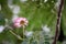 Pink Calliandra haematocephala flower with blurred background