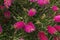 Pink callistemon bottlebrush flowers in the tropical garden
