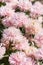 Pink Callistephus flower, closeup floral background vertical. Autumn flower aster daisy blossom with needle petals
