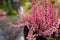 Pink calluna flowers