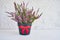 Pink calluna vulgaris or common heather flowers in flower pot. C