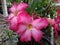 Pink cambodia flower home plants and hobbies life style