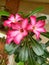 The pink cambodian flower Pink frangipani flowers have beautiful flowers