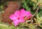 Pink Cambodian Flowers in a Garden