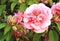 Pink camelia flower