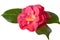 Pink camellia