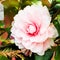 Pink camellia blooming in the spring