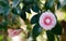 Pink camellia blooms in the garden