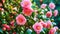 Pink Camellia Blooms in Lush Foliage. Growing roses in the garden