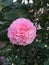 Pink Camellia Blossom