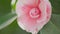 Pink Camellia Blossom. April Dawn Blush. Camellia In Garden Or Camellia Japonica. Close up.