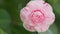 Pink Camellia Blossom. April Dawn Blush. Camellia In Garden Or Camellia Japonica. Close up.