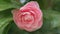 Pink Camellia Blossom. April Dawn Blush. Camellia In Garden Or Camellia Japonica. Close up.