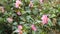 Pink Camellia Bush