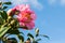 Pink camellia flower against blue sky with copy space on right