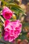 Pink camellia flower and bud with blurred background