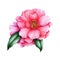 Pink camellia flower element. Lush spring blossom and green leaves. Bright camellia watercolor flower. Hand drawn