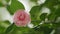 Pink Camellia Flower In Full Bloom. Flowering Camellias. Middle Of Sunny Spring Day. Close up.