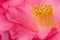 Pink Camellia flower - macro - close-up with yellow stamen