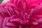 Pink Camellia Flower Petals