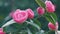 Pink Camellia In Flower. Spring Flowering Hybrid Pink Camellia Shrub. Camellia Japonica.