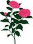 Pink Camellia flower. Vector