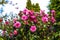 Pink Camellia flowers blossom in the garden in the spring