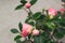 Pink Camellia flowers  Japonica Camelia on a lush green bush, close-up in the garden at rain